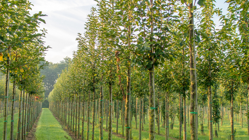 Prunus padus 'Tiefurt' pienne