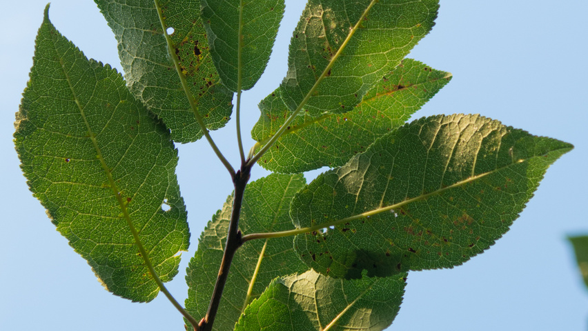 Prunus padus 'Tiefurt' liście
