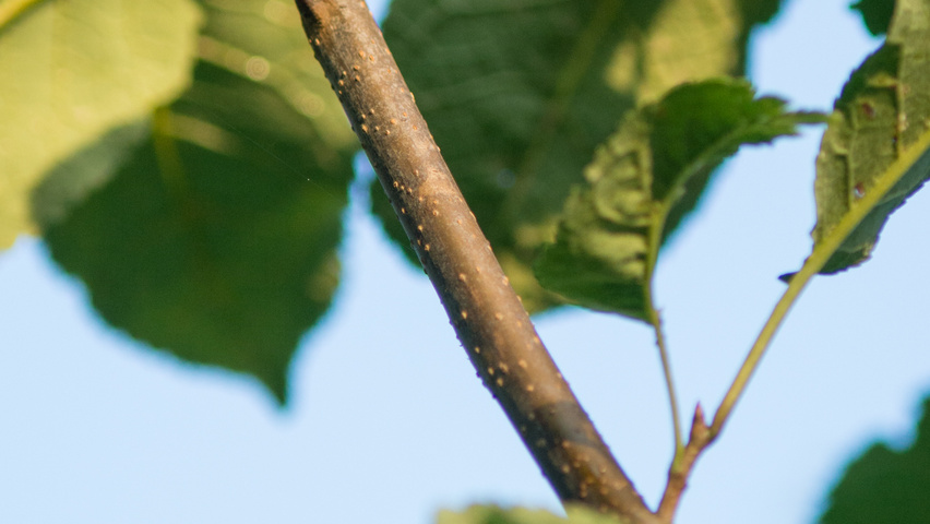 Prunus padus 'Tiefurt' pędy
