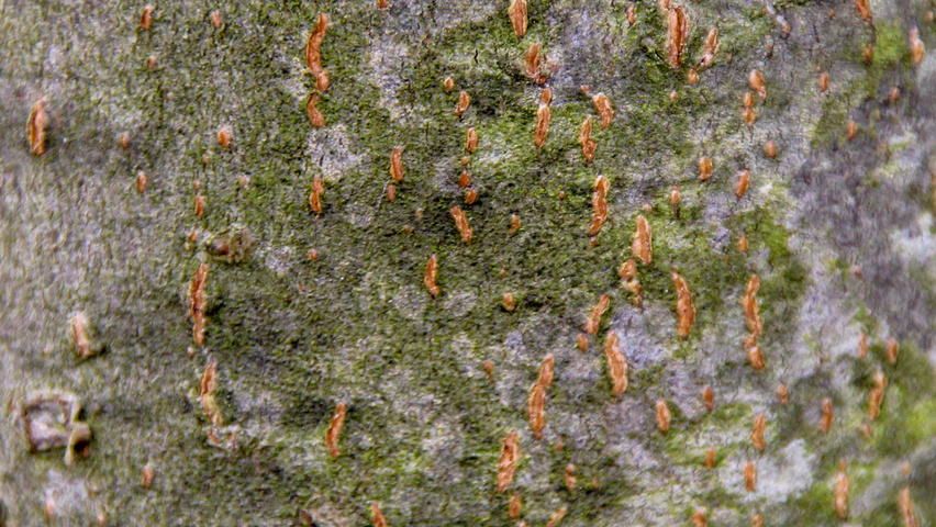 Prunus padus 'Watereri' кора