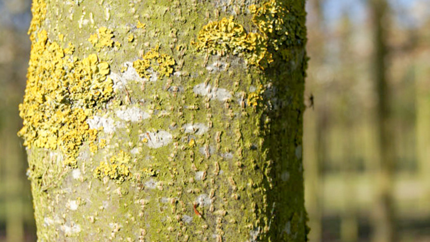 Prunus padus 'Watereri' кора