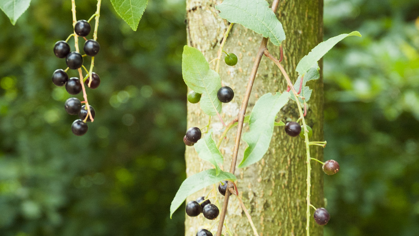 Prunus padus 'Watereri' плоды