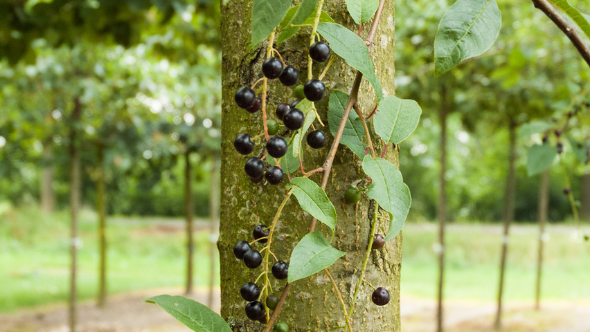 Prunus padus 'Watereri' плоды