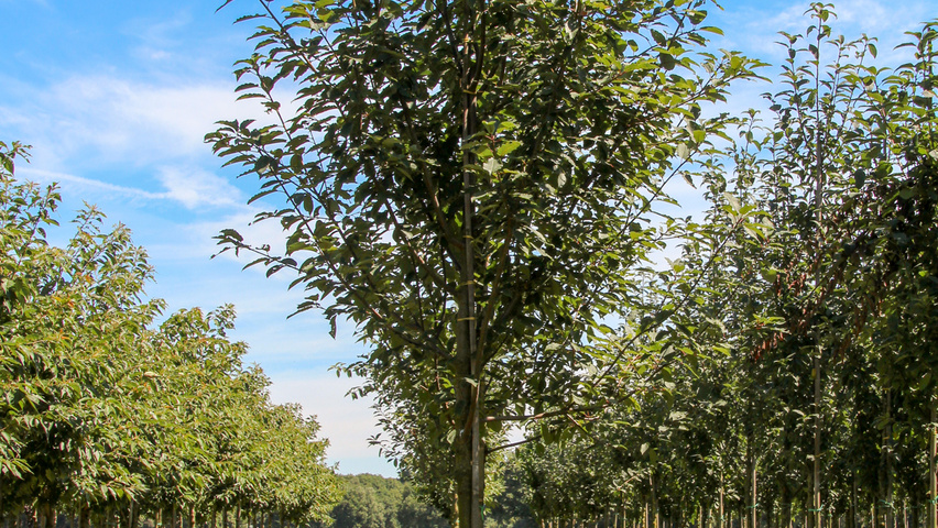 Prunus padus 'Watereri' Деревья с высоким стволом (стандарт)