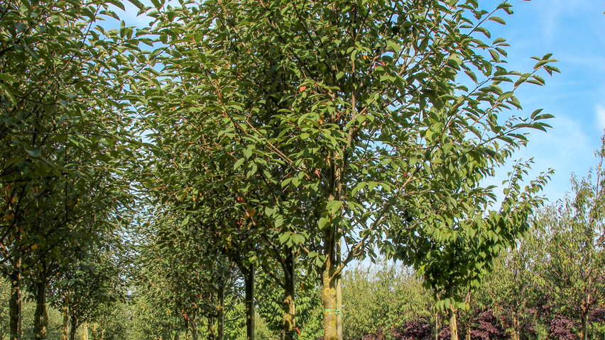 Prunus padus 'Watereri' Деревья с высоким стволом (стандарт)