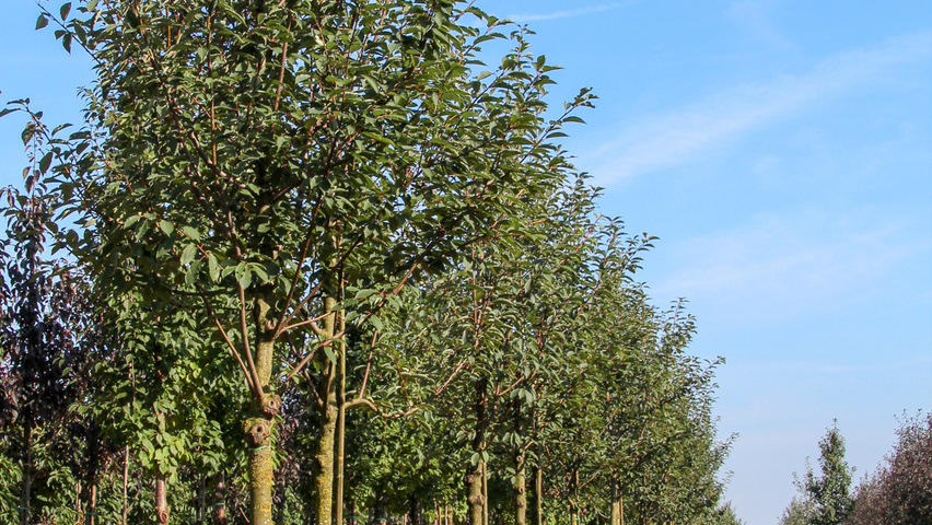 Prunus padus 'Watereri' Деревья с высоким стволом (стандарт)