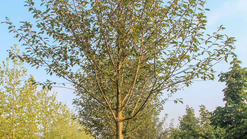 Prunus padus 'Watereri' Деревья с высоким стволом (стандарт)