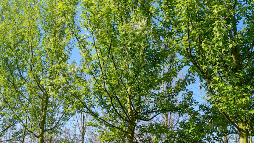 Prunus padus 'Watereri' Деревья с высоким стволом (стандарт)