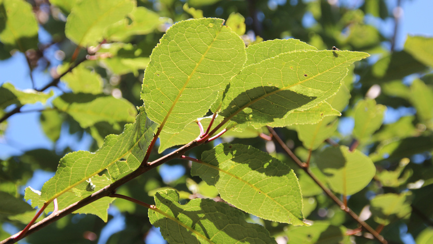 Prunus padus 'Watereri' листья