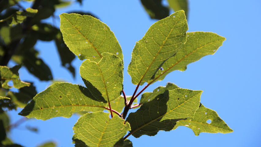 Prunus padus 'Watereri' листья