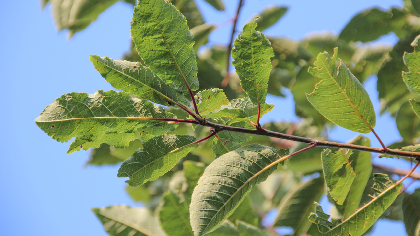 Prunus padus 'Watereri' листья