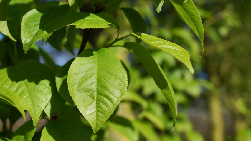 Prunus padus 'Watereri' листья