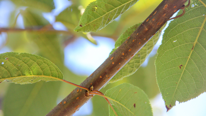 Prunus padus 'Watereri' ветви