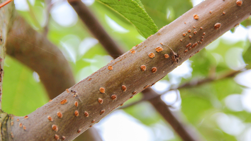 Prunus padus 'Watereri' ветви