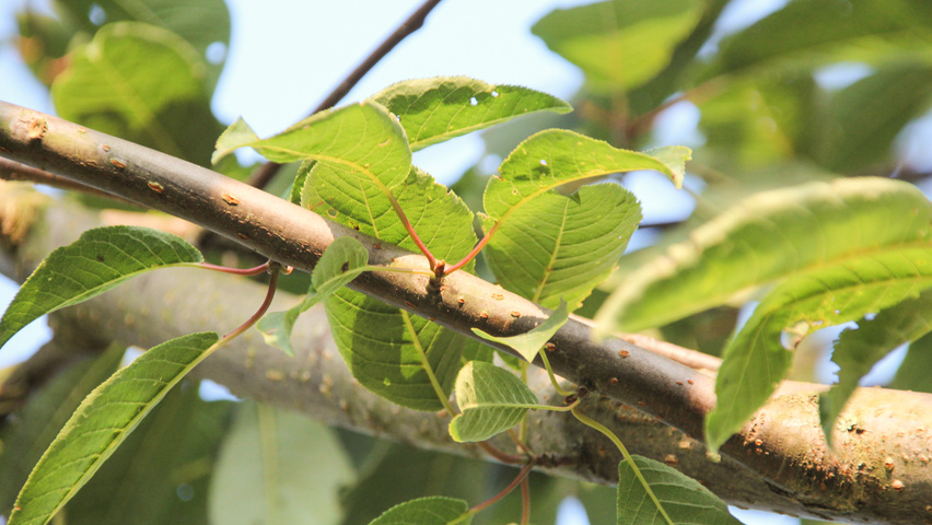 Prunus padus 'Watereri' ветви
