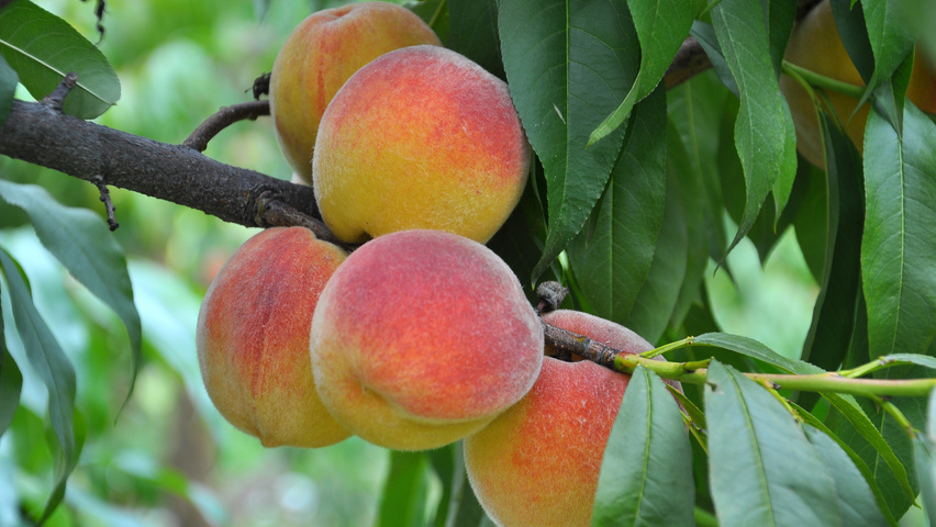 Prunus persica 'Champion' fruits