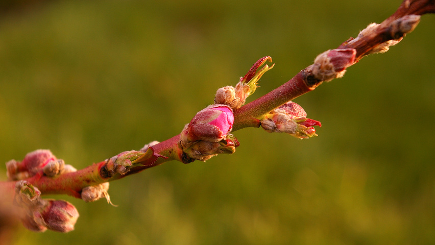 Prunus persica Blumen