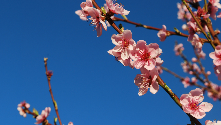 Prunus persica Blumen
