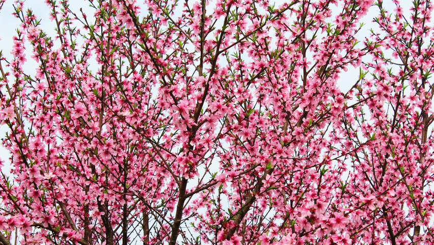 Prunus persica Blumen