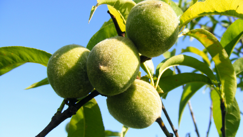 Prunus persica Frucht
