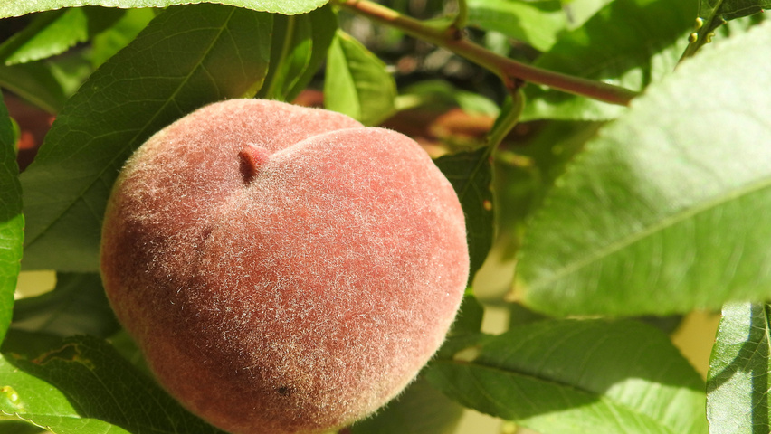 Prunus persica Frucht