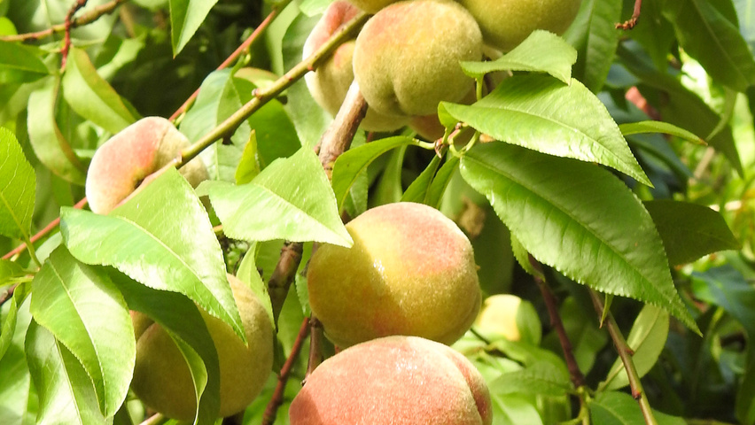 Prunus persica Frucht