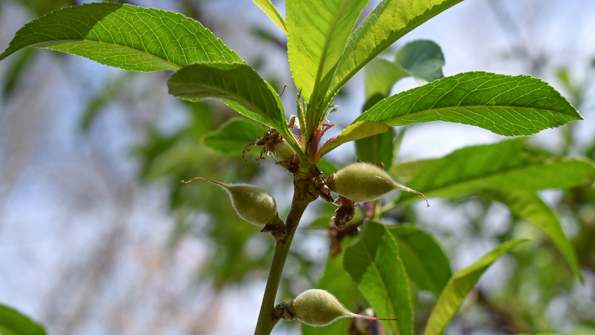 Prunus persica Blatt