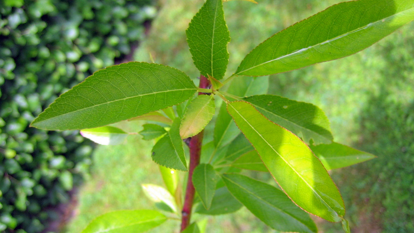 Prunus persica Blatt