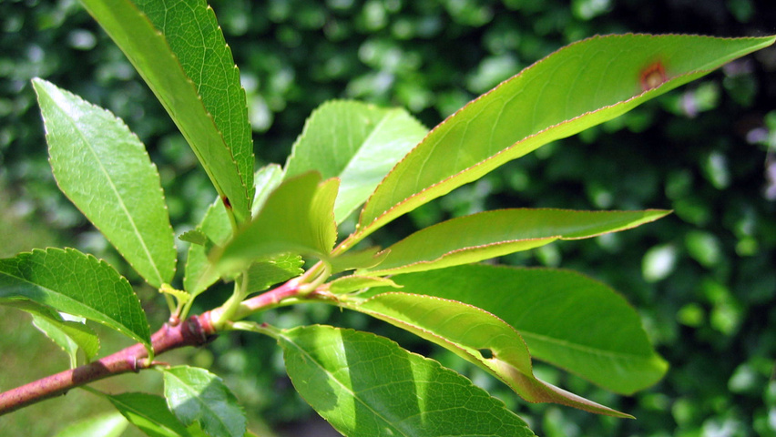 Prunus persica Blatt