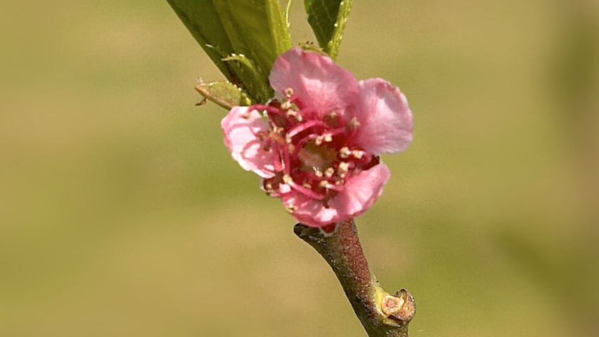 Prunus persica Blatt