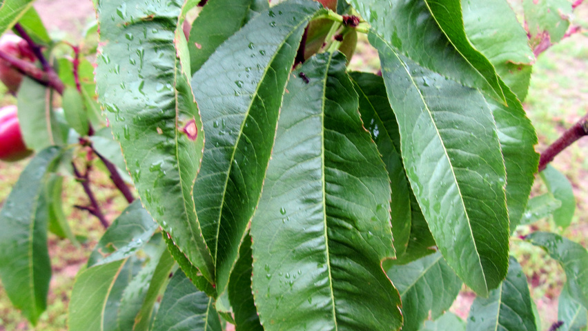 Prunus persica 'Mme Blanchet' | TreeEbb | Online tree-finding tool | Ebben  Nurseries