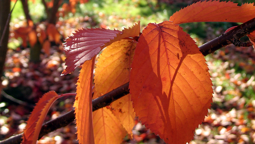 Prunus sargentii feuilles automnale
