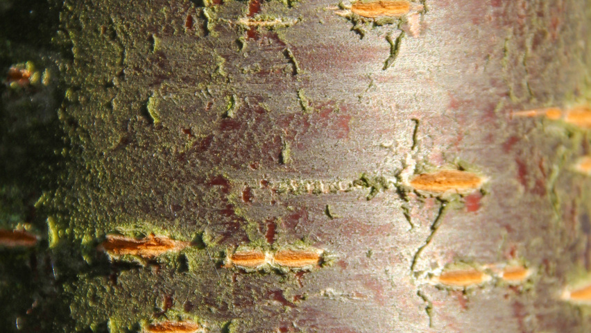 Prunus sargentii tronc