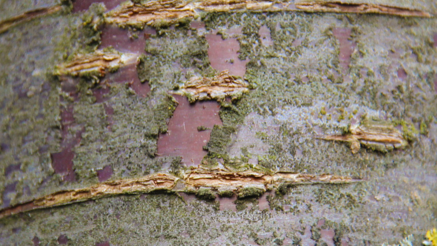 Prunus sargentii tronc