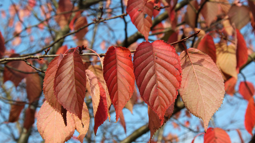 Prunus sargentii 'Charles Sargent' Herbstblatt