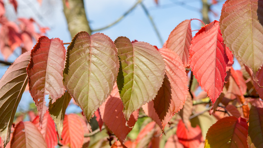 Prunus sargentii 'Charles Sargent' Herbstblatt
