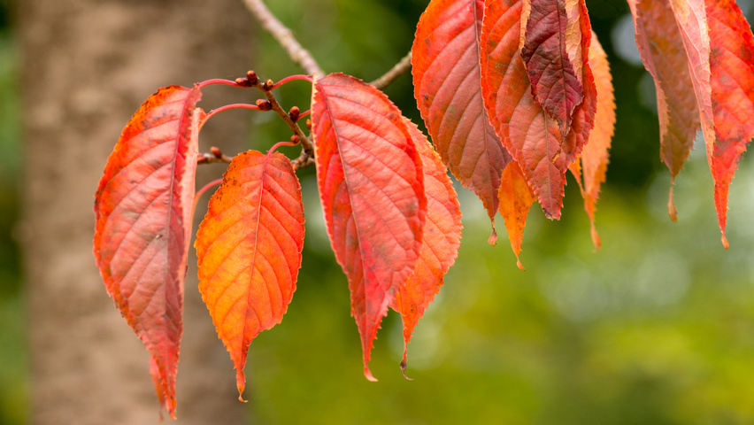 Prunus sargentii 'Charles Sargent' Herbstblatt