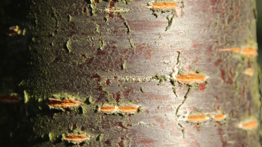 Prunus sargentii 'Charles Sargent' Rinden