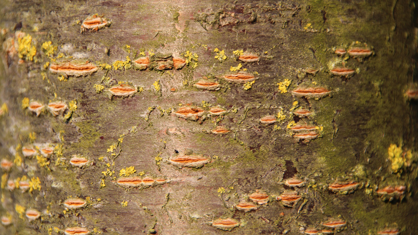 Prunus sargentii 'Charles Sargent' Rinden