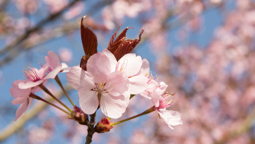 Prunus sargentii 'Charles Sargent' Blumen
