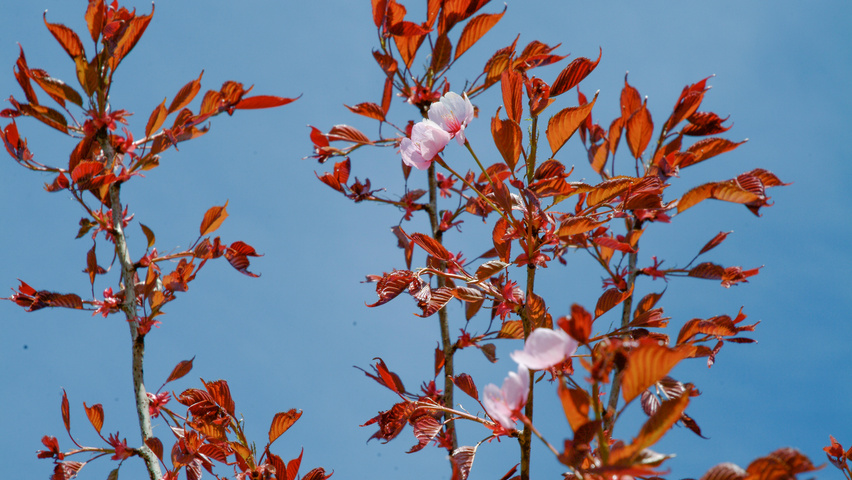 Prunus sargentii 'Charles Sargent' Blumen