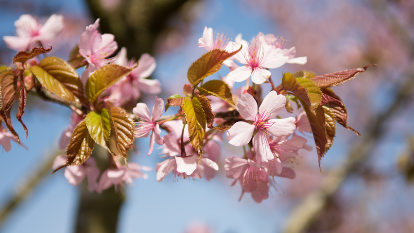 Prunus sargentii 'Charles Sargent' Blumen