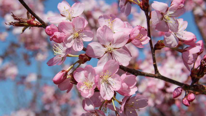 Prunus sargentii 'Charles Sargent' Blumen