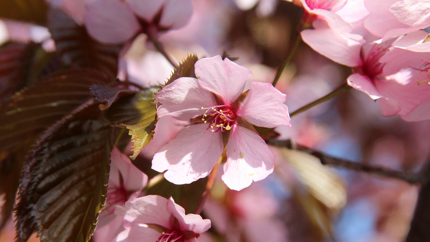 Prunus sargentii 'Charles Sargent' Blumen