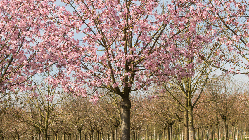 Prunus sargentii 'Charles Sargent' hochstämmig