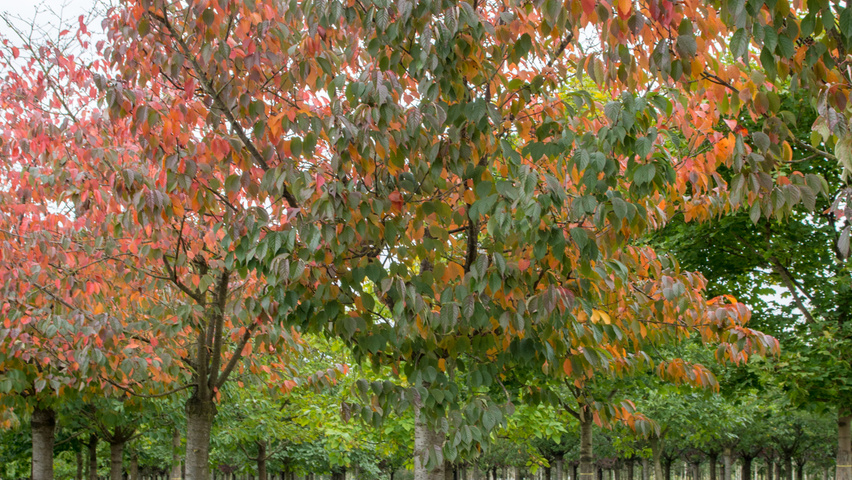 Prunus sargentii 'Charles Sargent' hochstämmig