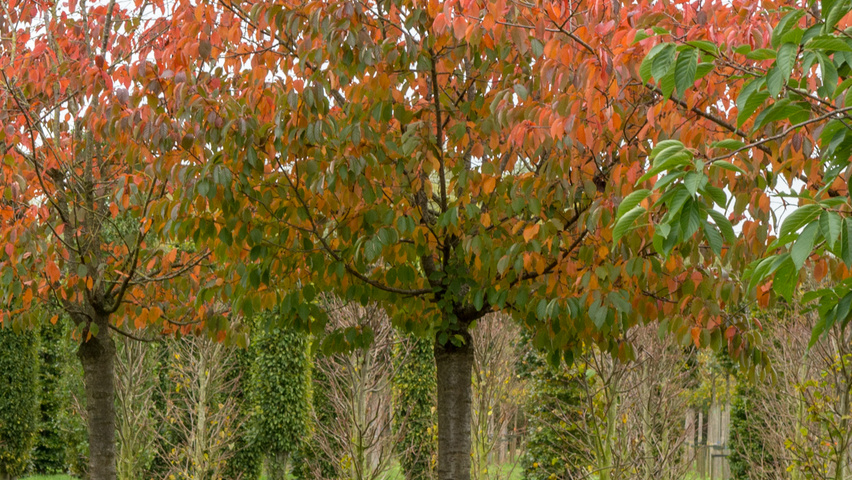 Prunus sargentii 'Charles Sargent' hochstämmig