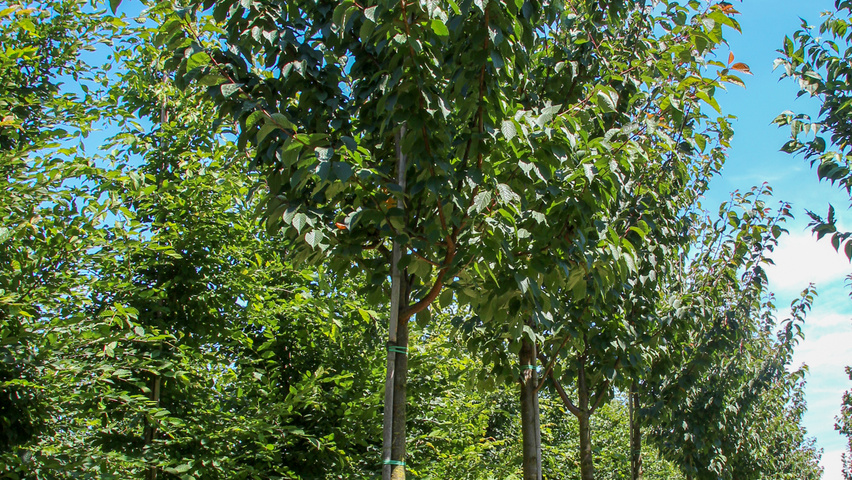 Prunus sargentii 'Charles Sargent' hochstämmig