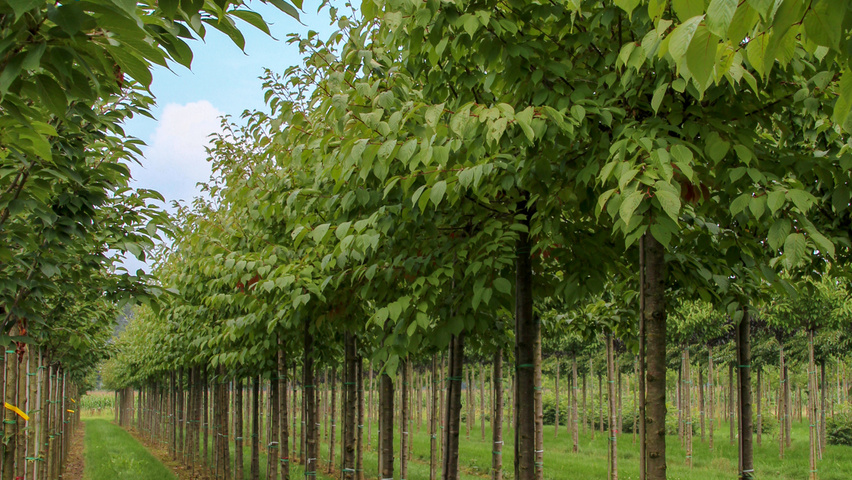 Prunus sargentii 'Charles Sargent' hochstämmig