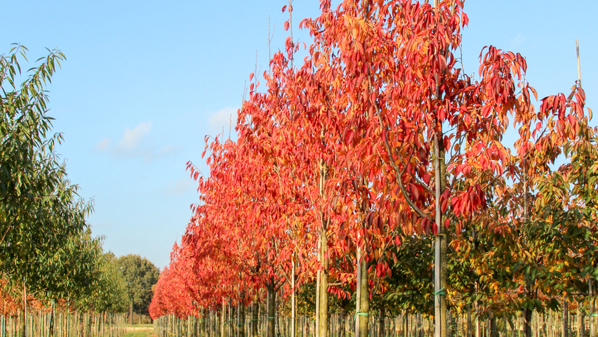 Prunus sargentii 'Charles Sargent' hochstämmig